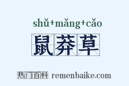 鼠莽草是什么意思的图片